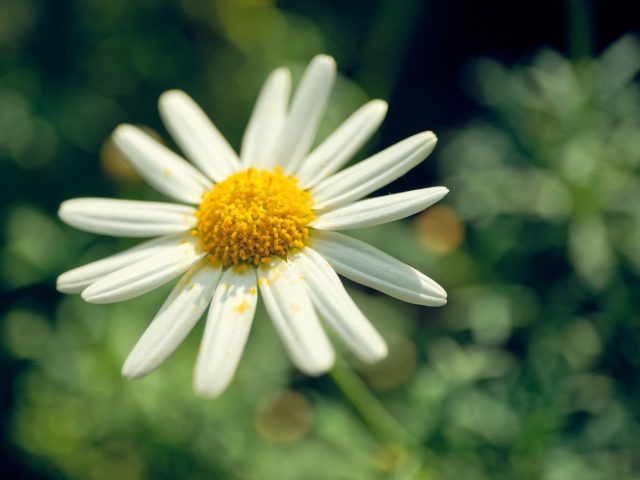 Nouveaux risques d’allergies saisonnières : Comment s’en prémunir ?