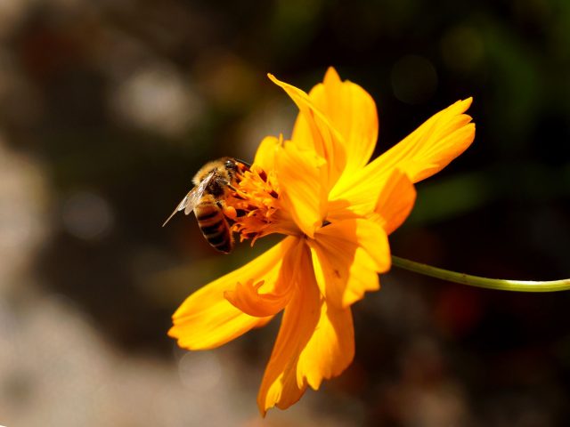 Nouveaux risques d’allergies saisonnières et comment s’en protéger